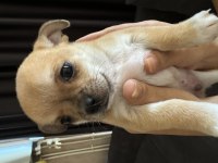 Chihuahua yavrularım
