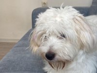Kızımıza yeni yuva arıyoruz maltese terrier