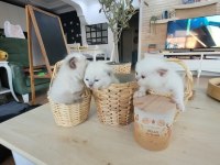Yavru British Shorthair