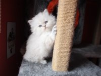 6 kardeş british longhair yavrular yeni ailelerini arıyor