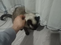 Eşimin hastalığından dolayı acil siyam kedisi