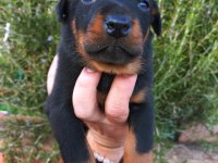 A kalite doberman yavrular