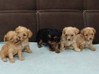 Türkiyenin en minik maltipoo bebekleri