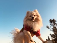 Erkek Pomeranian Boo