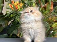 Safkan ve Şecereli Golden Chocolate Scottish Fold LH