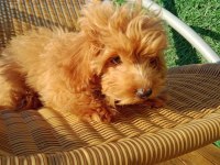 Yumak Yumak Maltipoo Yavru