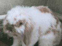 HOLLANDA LOP TAVŞANI