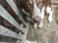 Köpeğimiz Acil Ücretsiz Sahiplendirme