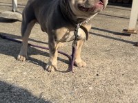 LİLAC TAN QUAD ERKEK FRENCH BULLDOG