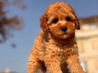 Red Toy Poodle Yavrular
