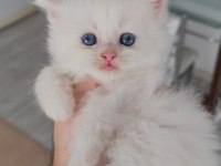 British longhair kedisi