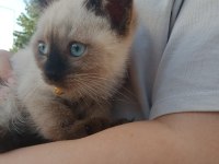 SİYAM KEDİSİ YAVRUMUZ