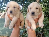 Baby face orjinal golden yavrular