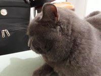 British shorthair