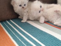 Bella nın scottish fold yavruları