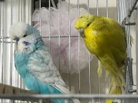 ÜST VASIF SHOW JUMBO MUHABBET KUŞU TAKIMLAR