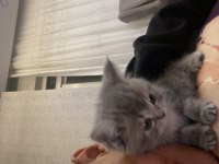 Yavru British Shorthair