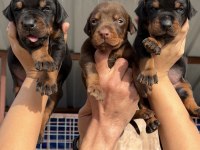 Doberman yavrularımız 