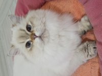 16 aylık aktif şecereli british longhair