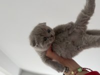 British shorthair 45 günlük