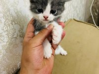 45 GÜNLÜK BRİTİSH SHORTHAİR YAVRUMUZ