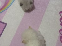 50 günlük british shorthair yavrularımız
