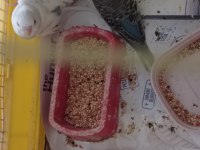 Yeni Yem Yemeye Başladı Muhabbet Kuşumuz