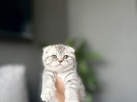 SCOTTISH FOLD YAVRULARIM 