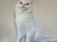 12 Aylık dişi british shorthair