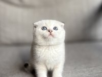 MASMAVİ GÖZLERE SAHİP SCOTTISH FOLD YAVRULARIM 