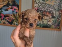 POODLE PRENS VE PRENSESLER