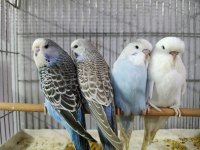 ALIŞTIRMALIK JUMBO MUHABBET KUŞU YAVRULAR