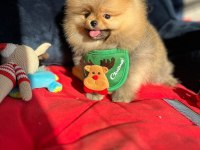 ORİJİNAL POMERANİAN BOO SHOW KALİTE YAVRULAR