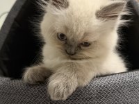 SEVGİ DOLU YUVA YAVRU KEDİMİZE