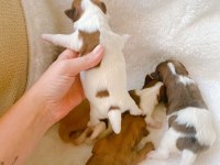 Petmode köpek çiftliğinden show kalite morkie yavrular