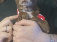 3 Aylık Erkek Chihuahua 2.5 Yaşında E Teacup Şivava