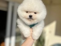 Pomeranian boo A kalite tea cup