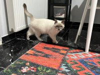 Pamuk ve Çakırın Evlatları Kediler