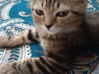 Scottish fold yeni yuvamızı arıyoruz