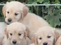Baby face golden retriever yavrularımız