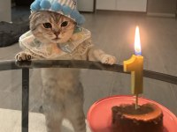 Erkek Scottish Fold Kedisi