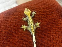 Crested gecko acil