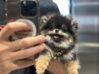Yumoş Pomeranian Boo Yavrusu