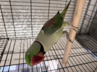 Bayram şekeri iskender papağanımız