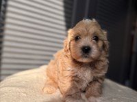 Minik Maltipoo