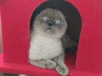 Scottish fold blue point 2 buçuk yaşında kısır