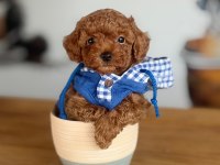 2 aylık ırk ve sağlık garantili poodle köpekler