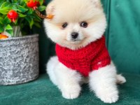 ORJİNAL GÜLER YÜZLÜ MALTİPOO YAVRUM