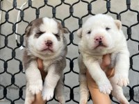 MAVİ GÖZLÜ MUHTEŞEM HUSKY YAVRULARI
