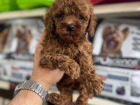 Kore Kan Toy Poodle Yavrularımız